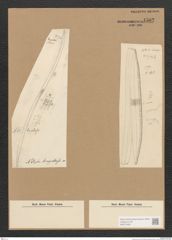 Diatomeae indet. Zeichnungen Sammlung Grunow Nr. 4502 (NHMW-BOT-W0372469)
